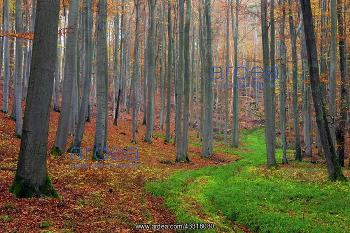 : 80185939 Beech Woodland - in autumn colour - with : 80185939 Beech Woodland - in autumn colour - with