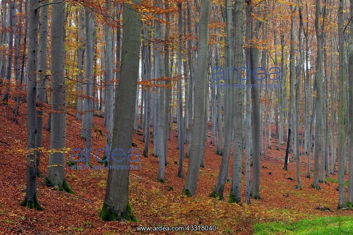 : 80185940 Beech Woodland - in autumn colour Hessen : 80185940 Beech Woodland - in autumn colour Hessen