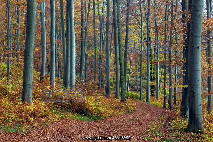 : 80185941 Beech Woodland - in autumn colour - with : 80185941 Beech Woodland - in autumn colour - with