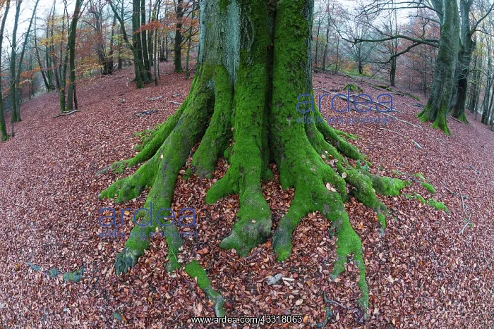 : 80185942 Beech Woodland- moss covered tree stem