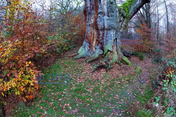 : 80185943 Ancient oak tree - stem and autumn colour : 80185943 Ancient oak tree - stem and autumn colour