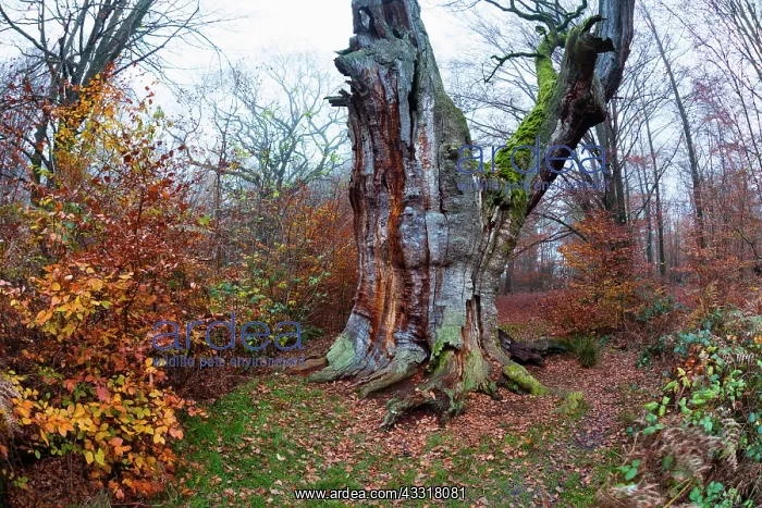 : 80185944 Ancient oak tree - stem and autumn colour : 80185944 Ancient oak tree - stem and autumn colour
