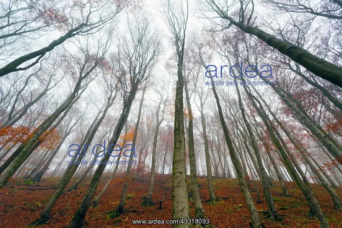 : 80185945 Beech woodland - in autumn mist Hessen : 80185945 Beech woodland - in autumn mist Hessen