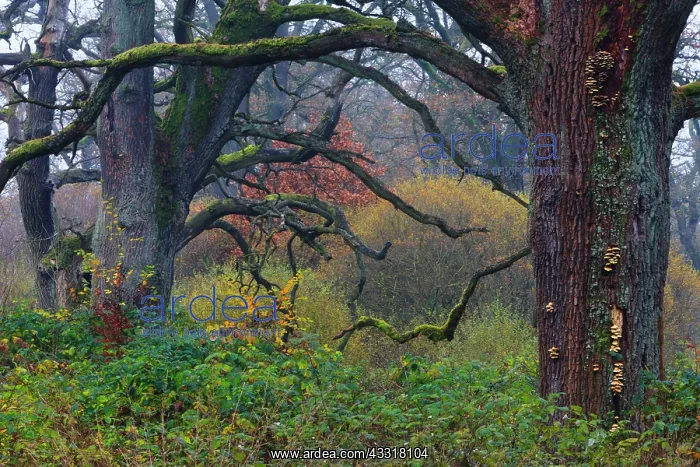 : 80185946 Dead Oak Trees - stems and autumn colour : 80185946 Dead Oak Trees - stems and autumn colour