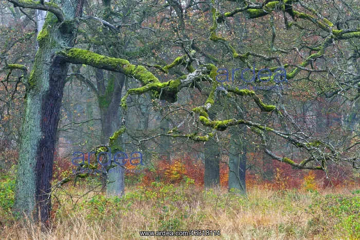 : 80185947 Oak Trees - stems and autumn colour Reinhardswald : 80185947 Oak Trees - stems and autumn colour Reinhardswald