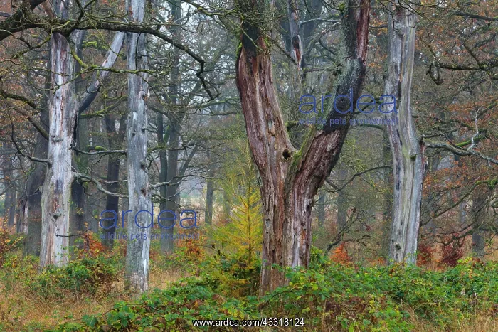 : 80185948 Dead Oak Trees - stems and autumn colour : 80185948 Dead Oak Trees - stems and autumn colour