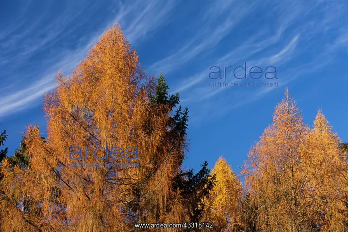: 80185950 Larch Trees - in autumn colour - with cirrus : 80185950 Larch Trees - in autumn colour - with cirrus