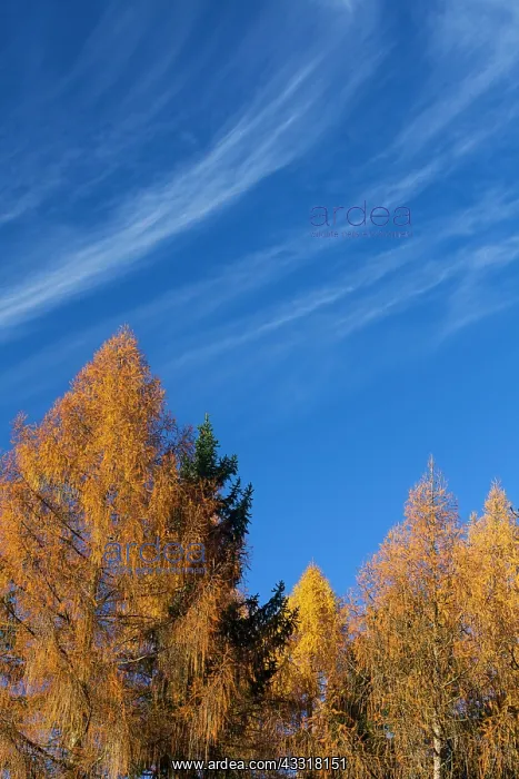 : 80185951 Larch Trees - in autumn colour - with cirrus : 80185951 Larch Trees - in autumn colour - with cirrus