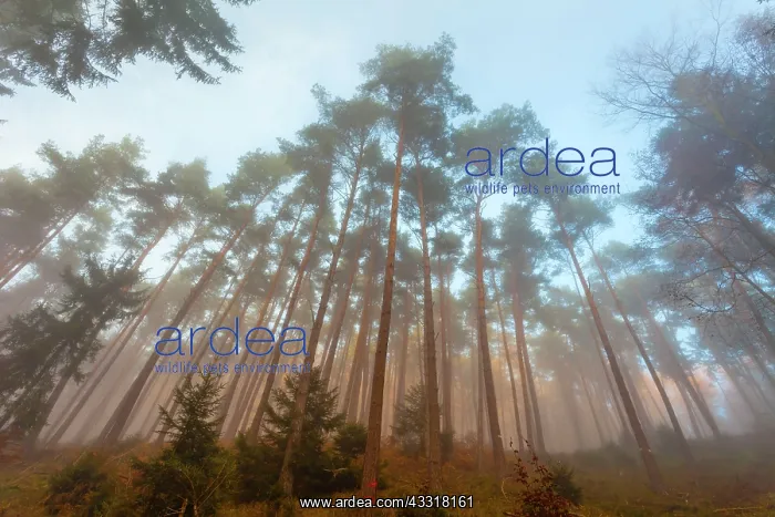 : 80185952 Scotch Pine Trees - in evening autumn mist : 80185952 Scotch Pine Trees - in evening autumn mist