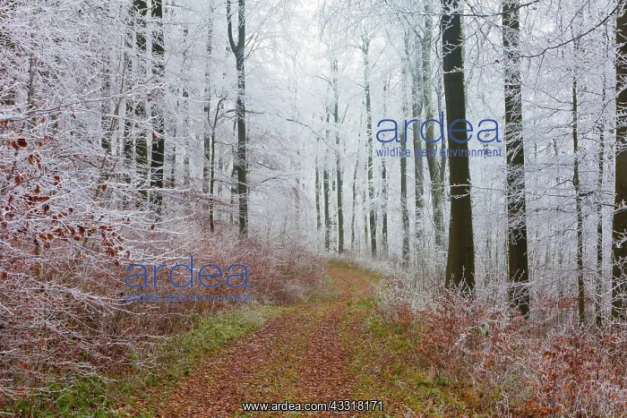 : 80185953 Beech Woodland - hoar frost and autumn : 80185953 Beech Woodland - hoar frost and autumn