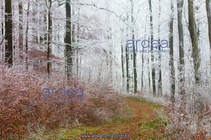 : 80185954 Beech Woodland - hoar frost and autumn : 80185954 Beech Woodland - hoar frost and autumn