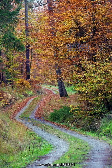 : 80185955 Mixed Woodland - in autumn colour - and : 80185955 Mixed Woodland - in autumn colour - and