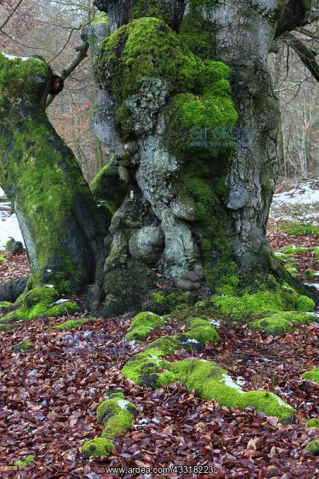 : 80185958 Ancient Beech Tree - stems covered in moss : 80185958 Ancient Beech Tree - stems covered in moss
