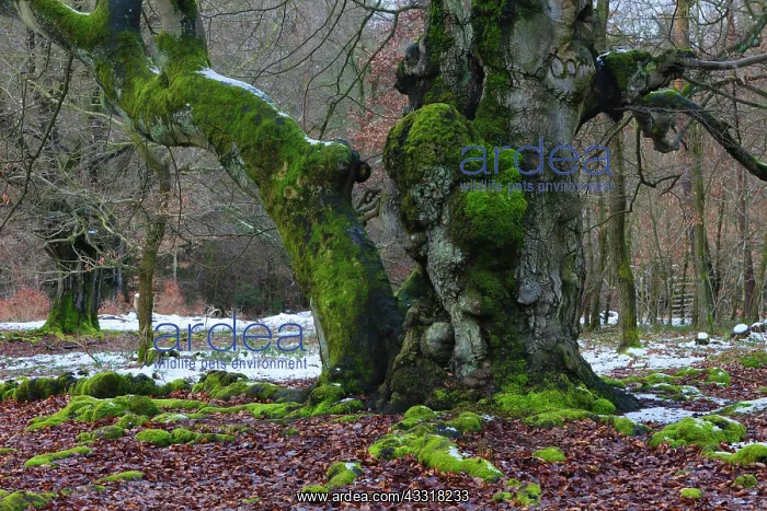 : 80185959 Ancient Beech Tree - stems covered in moss : 80185959 Ancient Beech Tree - stems covered in moss