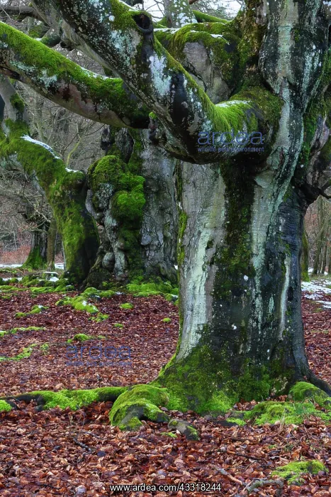 : 80185960 Ancient Beech Tree - stems covered in moss : 80185960 Ancient Beech Tree - stems covered in moss