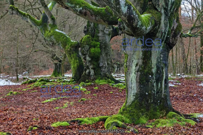 : 80185961 Ancient Beech Tree - stems covered in moss : 80185961 Ancient Beech Tree - stems covered in moss