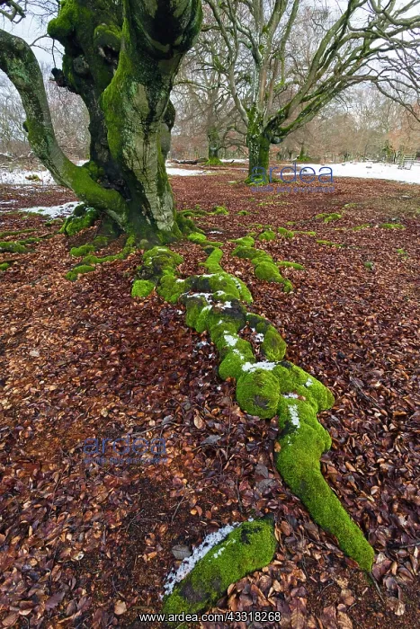 : 80185962 Ancient Beech Tree - stems covered in moss : 80185962 Ancient Beech Tree - stems covered in moss