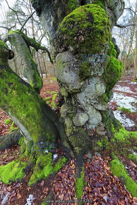 : 80185963 Ancient Beech Tree - stems covered in moss : 80185963 Ancient Beech Tree - stems covered in moss