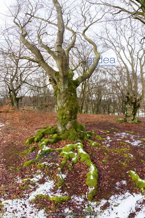 : 80185964 Ancient Beech Trees - covered in moss : 80185964 Ancient Beech Trees - covered in moss
