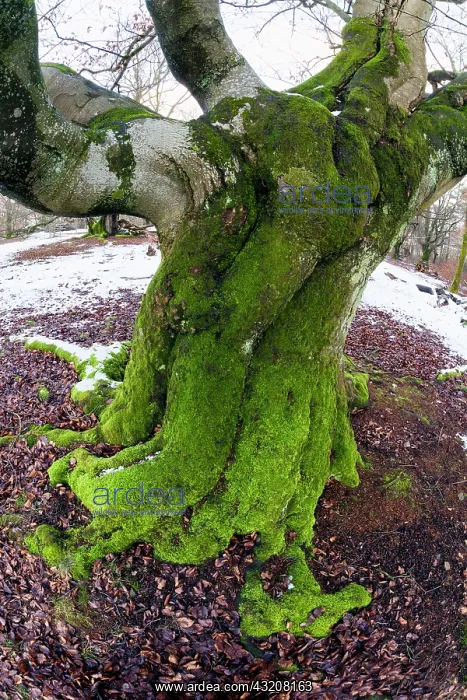 : 80185965 Ancient Beech Tree - stems covered in moss : 80185965 Ancient Beech Tree - stems covered in moss