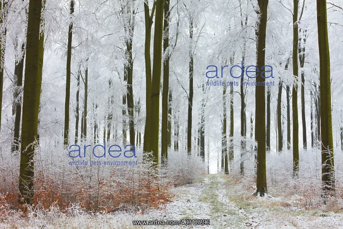 : 80185966 Beech Woodland - hoar frost and autumn : 80185966 Beech Woodland - hoar frost and autumn