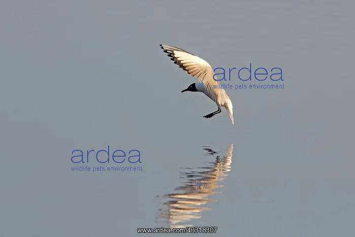 : 80185967 Black-headed Gull - about to land on lake : 80185967 Black-headed Gull - about to land on lake