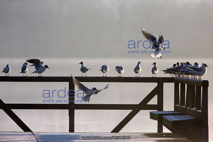: 80185968 Black-headed Gull - flock resting on fence : 80185968 Black-headed Gull - flock resting on fence