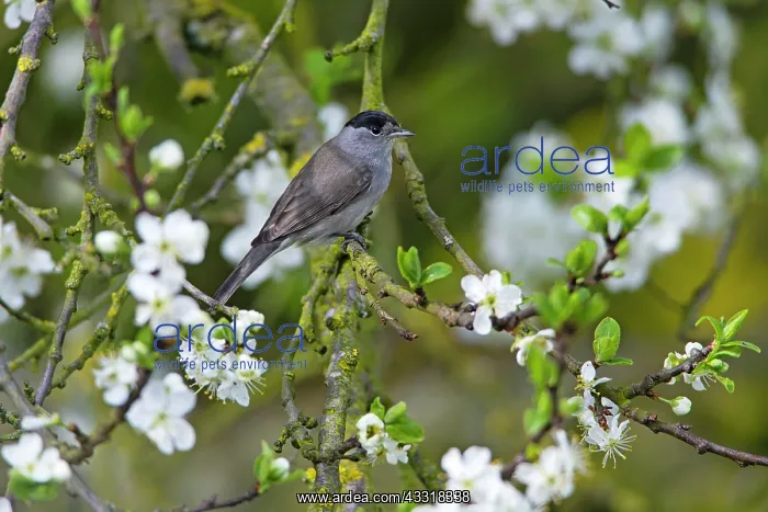 : 80185970 Blackcap - male perched amongst apple blossom : 80185970 Blackcap - male perched amongst apple blossom
