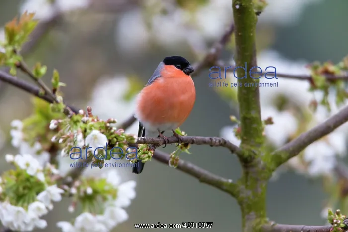  : 80185972 Bullfinch - male - perched in flowering
