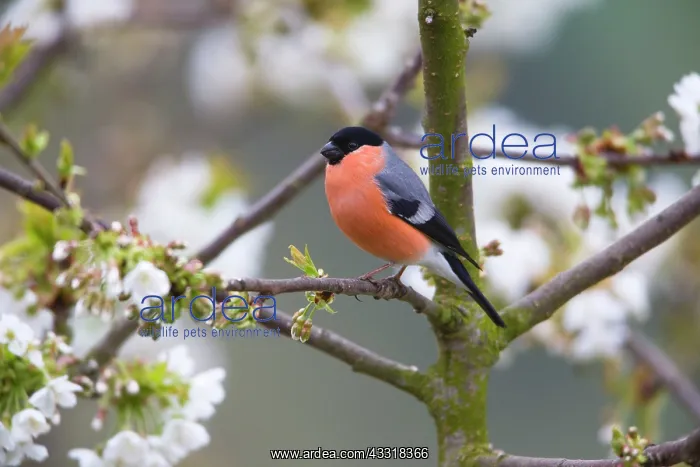 : 80185973 Bullfinch - male - perched in flowering : 80185973 Bullfinch - male - perched in flowering