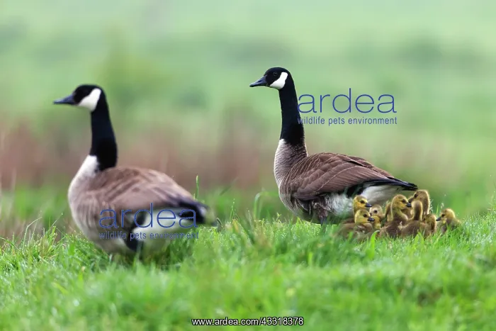: 80185974 Canada Goose - parent birds with goslings : 80185974 Canada Goose - parent birds with goslings