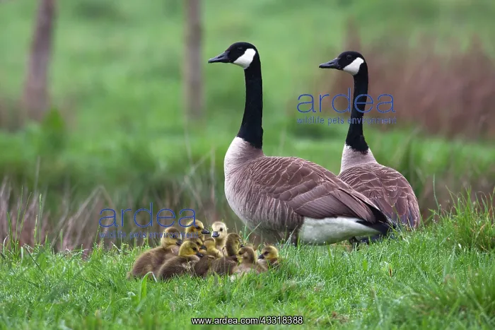  : 80185975 Canada Goose - parent birds with goslings