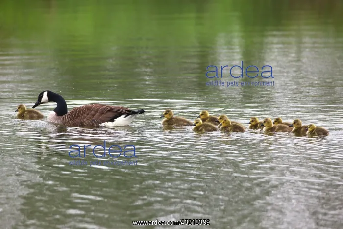 : 80185976 Canada Goose - parent bird with goslings : 80185976 Canada Goose - parent bird with goslings