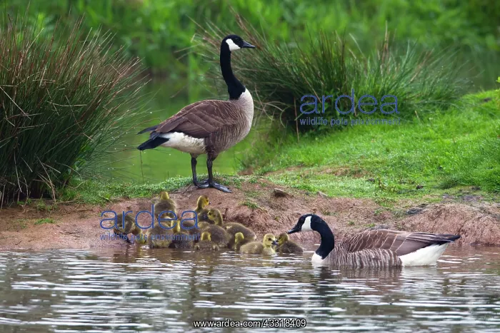 : 80185977 Canada Goose - parent birds with goslings : 80185977 Canada Goose - parent birds with goslings