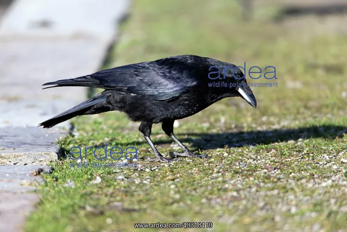 : 80185978 Carrion Crow - searching for food - in : 80185978 Carrion Crow - searching for food - in