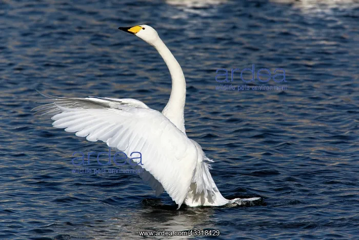 : 80185979 Whooper Swan - bird flapping its wings : 80185979 Whooper Swan - bird flapping its wings