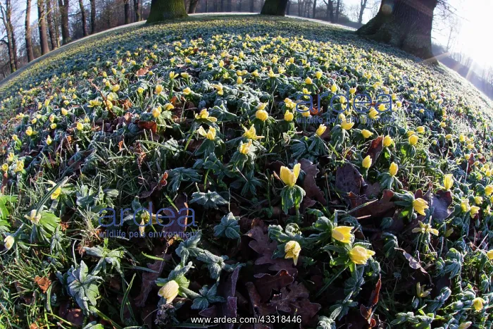 : 80185981 Winter Aconite - covered in frost - fisheye : 80185981 Winter Aconite - covered in frost - fisheye