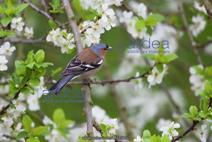 : 80185982 Chaffinch - male - perched amongst apple : 80185982 Chaffinch - male - perched amongst apple
