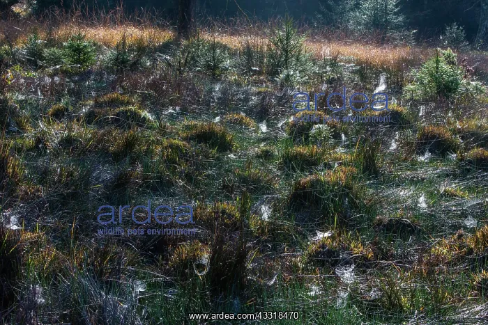 : 80185983 Cobwebs - covering the ground in autumn : 80185983 Cobwebs - covering the ground in autumn