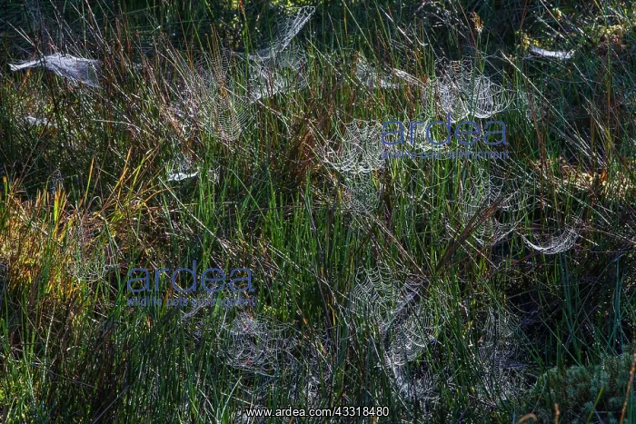 : 80185984 Cobwebs - covering the ground in autumn : 80185984 Cobwebs - covering the ground in autumn