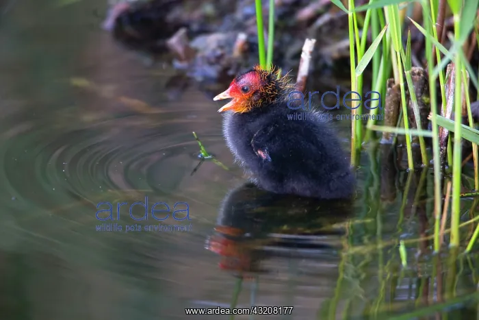 : 80185986 Coot - chick - sitting at edge of lake : 80185986 Coot - chick - sitting at edge of lake