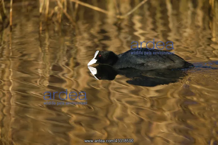 : 80185987 Coot - swimming through lake - in morning : 80185987 Coot - swimming through lake - in morning