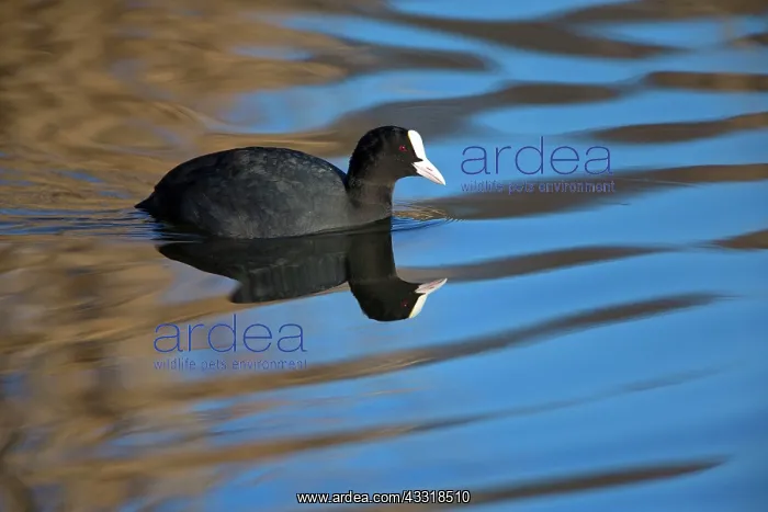 : 80185988 Coot - whith its reflection - swimming : 80185988 Coot - whith its reflection - swimming
