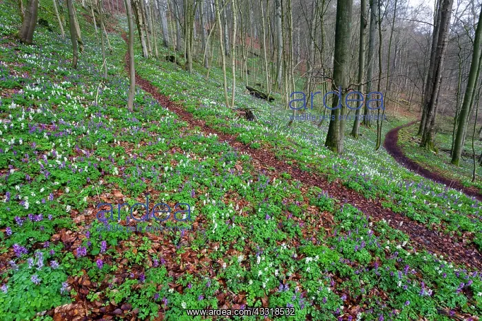 : 80185990 Corydalis - flowering in woodland Hessen : 80185990 Corydalis - flowering in woodland Hessen