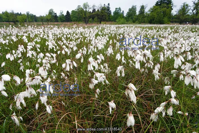 : 80185991 Cotton Grass - flowering on a heath Lower : 80185991 Cotton Grass - flowering on a heath Lower