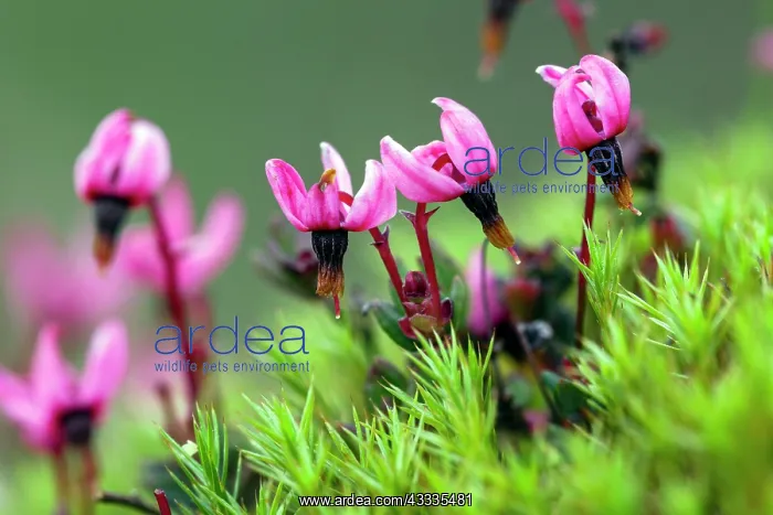 : 80185992 European Cranberry - flowers Lower Saxony : 80185992 European Cranberry - flowers Lower Saxony