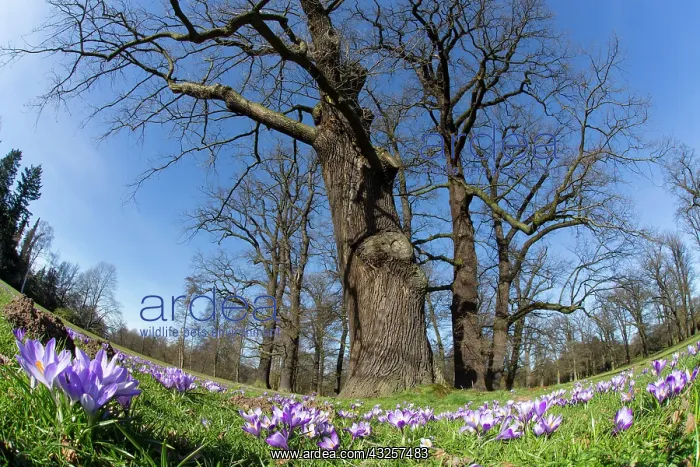 : 80185993 Oak Trees and Crocus Blossom (Crocus sp.) : 80185993 Oak Trees and Crocus Blossom (Crocus sp.)