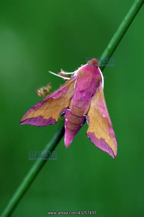 : 80185994 Elephant Hawk-Moth - resting Lower Saxony : 80185994 Elephant Hawk-Moth - resting Lower Saxony