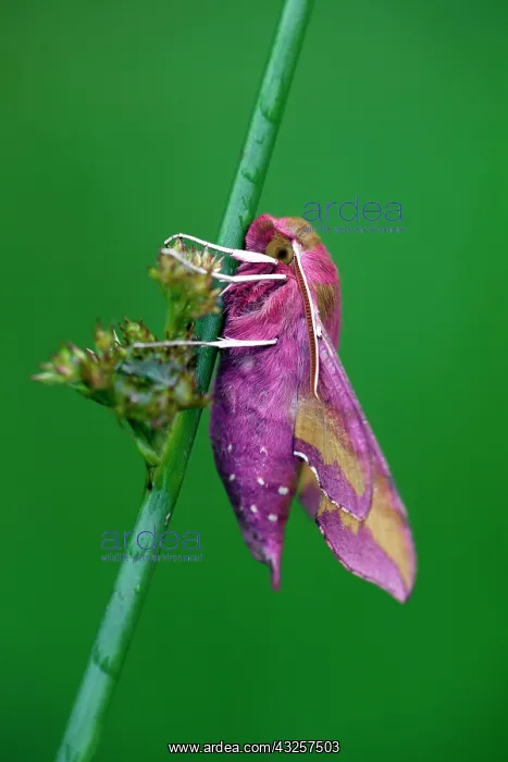 : 80185995 Elephant Hawk-Moth - resting Lower Saxony : 80185995 Elephant Hawk-Moth - resting Lower Saxony