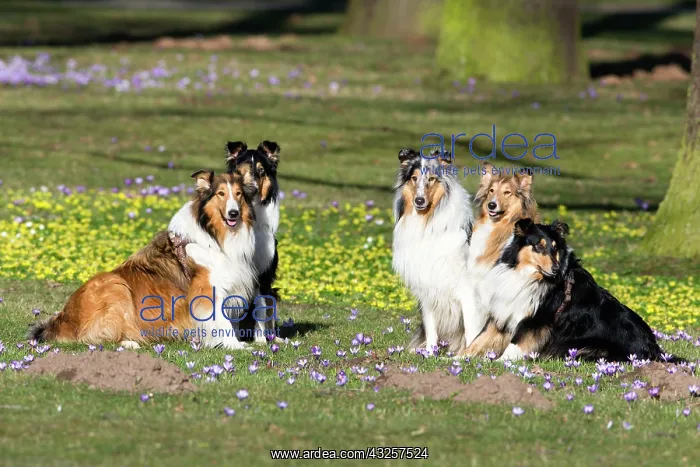 : 80185997 Rough Collie - five dogs in park Hessen : 80185997 Rough Collie - five dogs in park Hessen